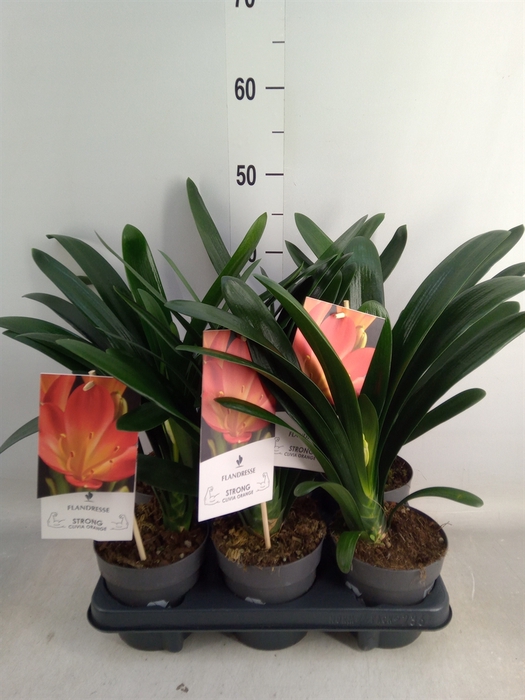 <h4>Clivia miniata</h4>