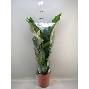 Spathiphyllum  'Sweet Lauretta'