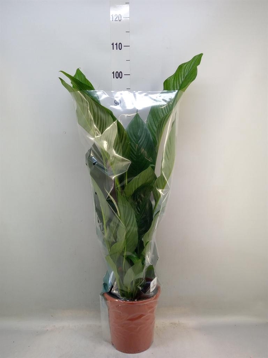 <h4>Spathiphyllum  'Sweet Lauretta'</h4>