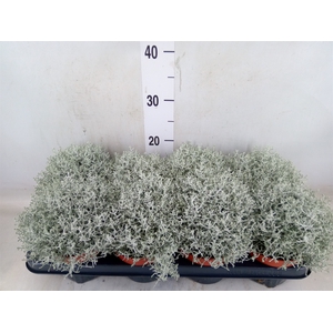 Leucophyta brownii 'Whimsy Silv'