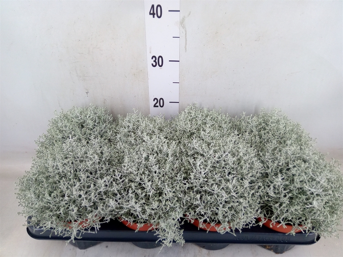 <h4>Leucophyta brownii 'Whimsy Silv'</h4>