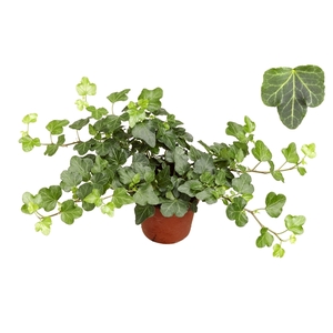 Mini Wonder 8,5cm