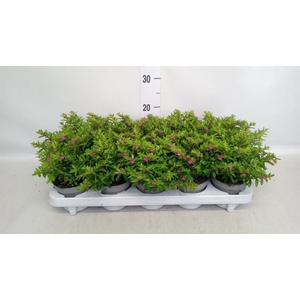 Cuphea hyssop.