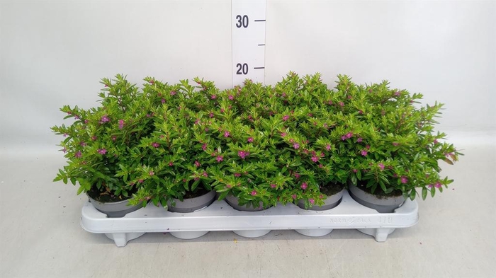 <h4>Cuphea hyssop.</h4>