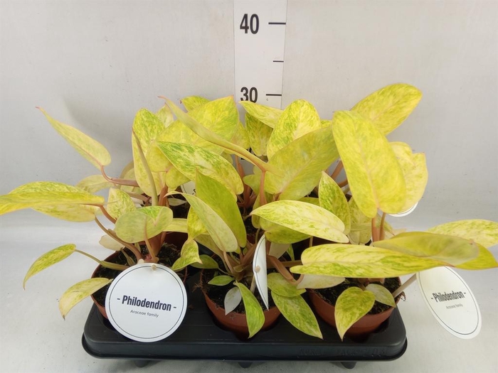 <h4>Philodendron   ...</h4>