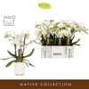 Phalaenopsis wit meer takken