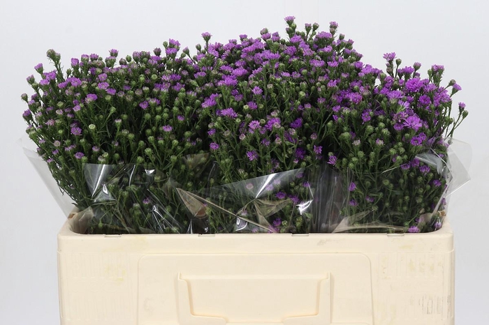 <h4>Aster Baby Pink</h4>