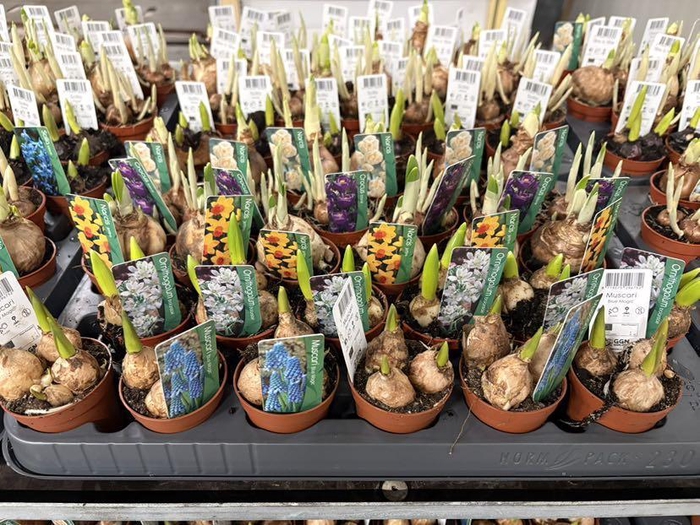 <h4>Bolbloemen Gem</h4>