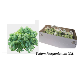 SEDUM MORGANIANUM