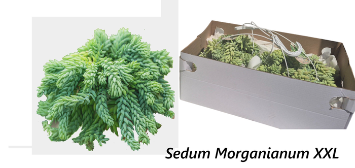 <h4>SEDUM MORGANIANUM</h4>