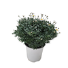 Anthemis punctata subsp. cupaniana