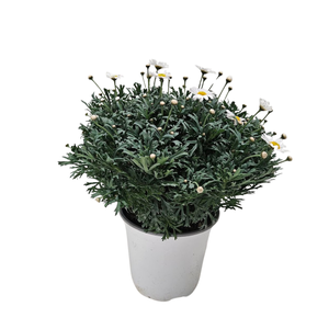 Anthemis punctata subsp. cupaniana