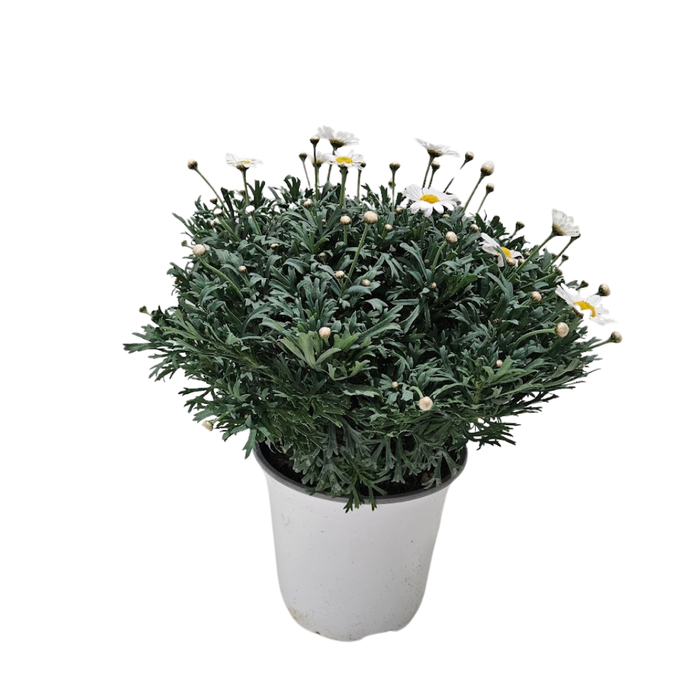 Anthemis punctata subsp. cupaniana