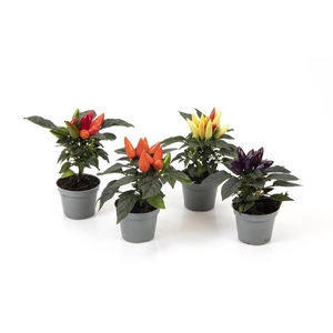 CAPSICUM ANNUUM  p6 mix