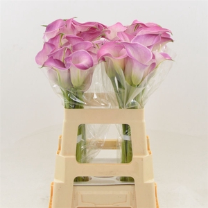 Calla Denver