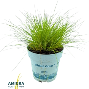 Deschampsia flexuosa AmiLime®