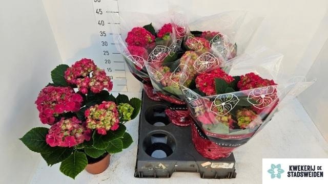 <h4>HYDR M GRUMPY</h4>