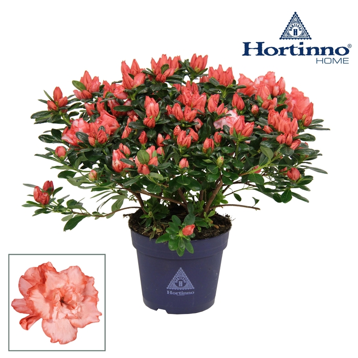 <h4>Hortinno® Home 'bicolor' 35 - 37 cm</h4>