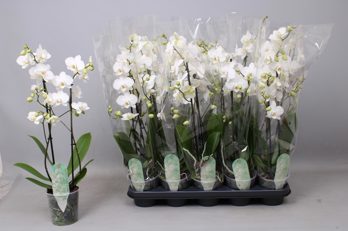 <h4>PHAL MF AN VENICE</h4>