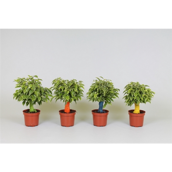 <h4>Ficus kinky jute (gekleurde stam)</h4>