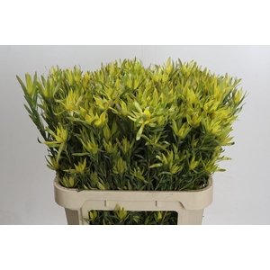 Leucadendron Pisa Spray