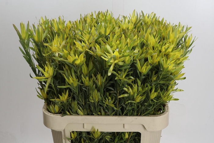 <h4>Leucadendron Pisa Spray</h4>
