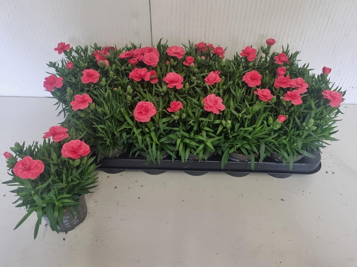 <h4>DIAN OSC RED</h4>