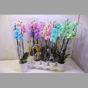 Phal Wonder Summer Mix In Pot