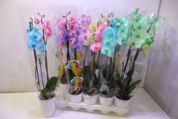 <h4>Phal Wonder Summer Mix In Pot</h4>
