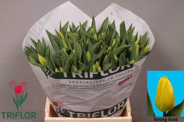 <h4>TU EN STRONG GOLD</h4>