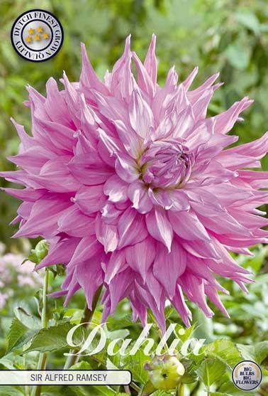 <h4>Dahlia Sir Alfreds Ramsey x1</h4>