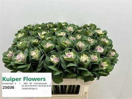 <h4>Brass White Crane</h4>