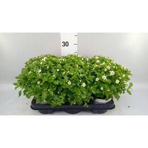 Exacum affine 'White Star'