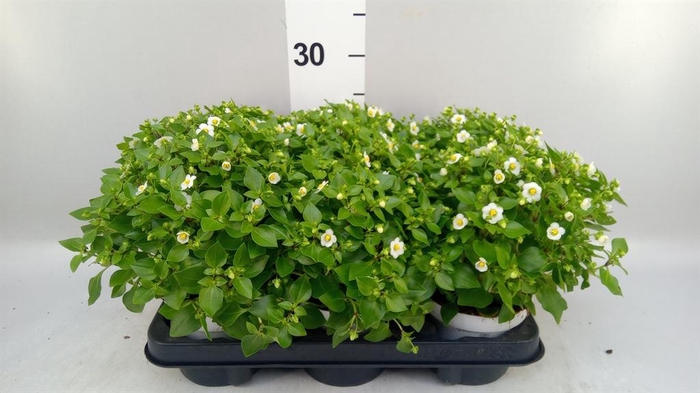 <h4>Exacum affine 'White Star'</h4>