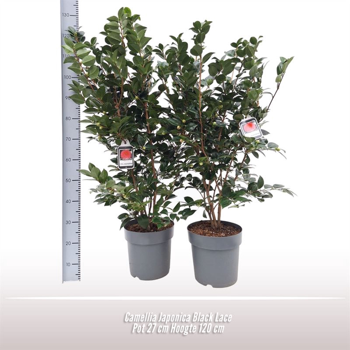 <h4>Camellia Japonica Black Lace</h4>