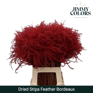 Dried Stipa Feather Bordeaux