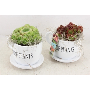 arr4 Semp JS - Cup of plants 236/6