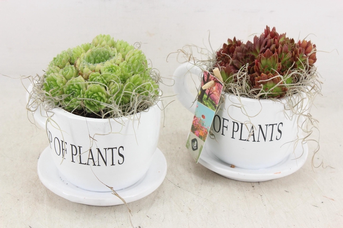 <h4>arr4 Semp JS - Cup of plants 236/6</h4>