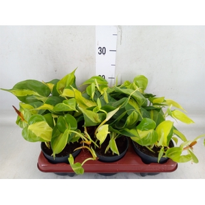 Philodendron scand. 'Brasil'