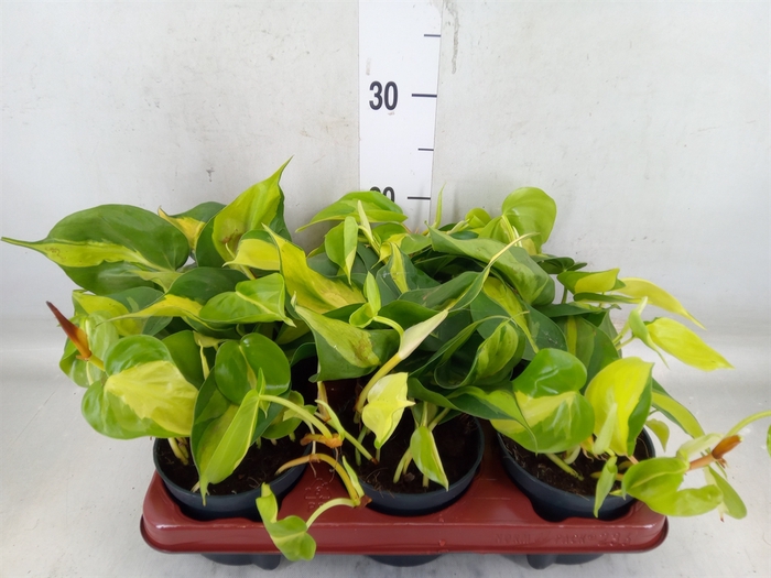 <h4>Philodendron scand. 'Brasil'</h4>
