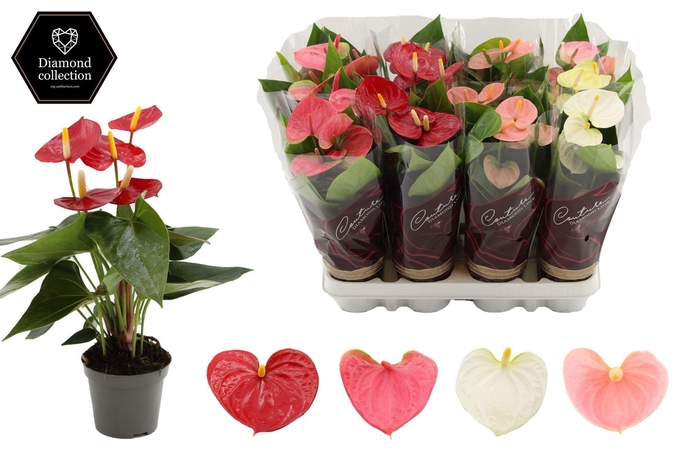 <h4>Anthurium 9 cm 4 color mix in Diamond sleeve</h4>