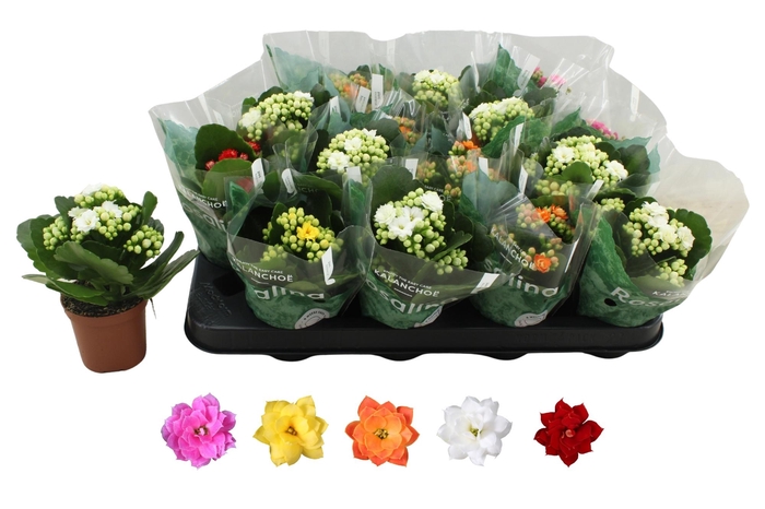 <h4>KAL GE RO GEM 5 KL</h4>