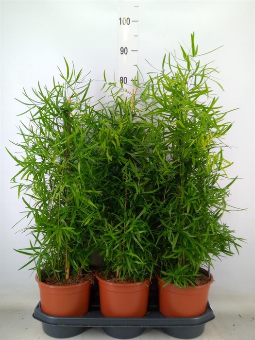 <h4>Asparagus falcatus</h4>