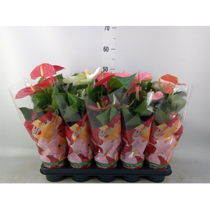 Anthurium   ...mix 4