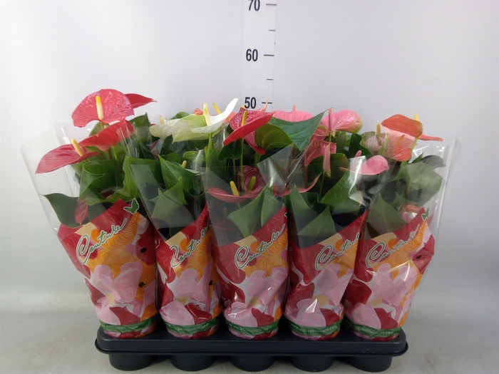 <h4>Anthurium   ...mix 4</h4>