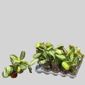 Maranta leuconeura Exclusive Grey