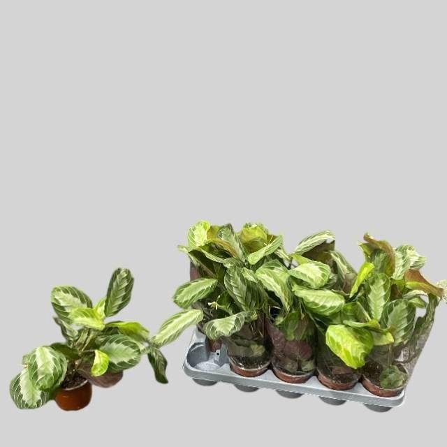 <h4>Maranta leuconeura Exclusive Grey</h4>