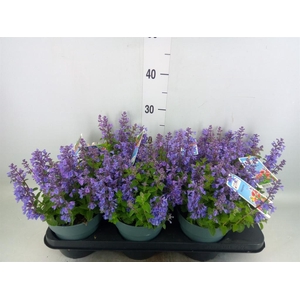 Nepeta faassenii  'Purrsian Blue'
