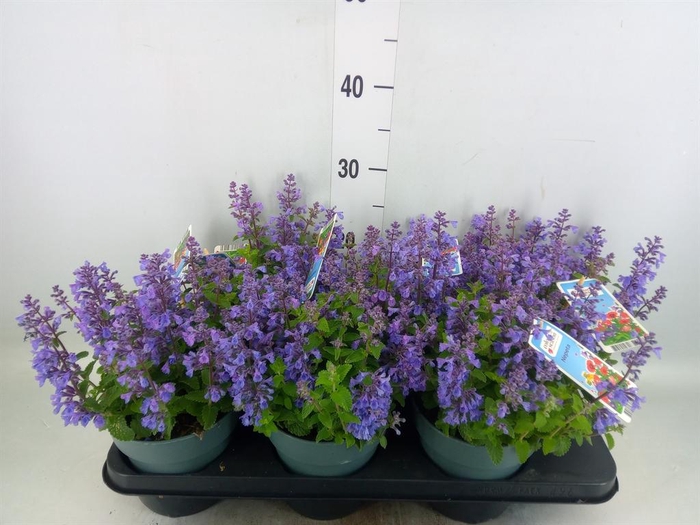 <h4>Nepeta faassenii  'Purrsian Blue'</h4>