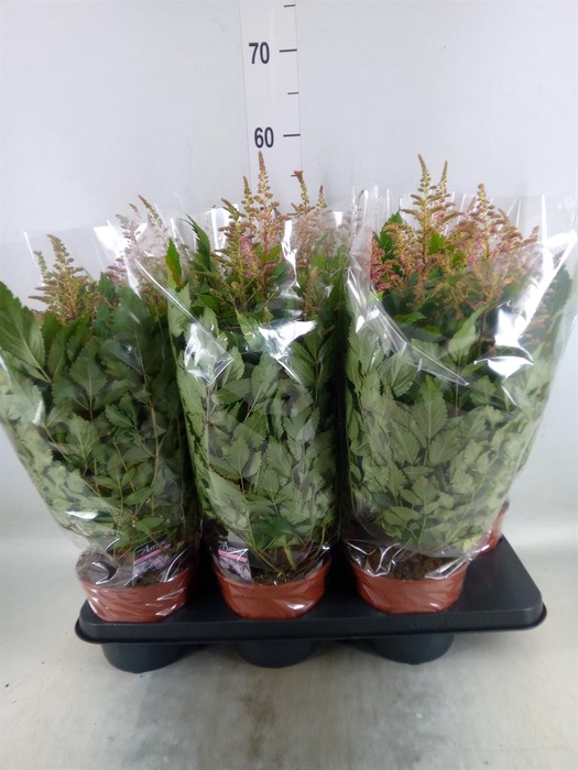 <h4>Astilbe   ...</h4>